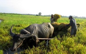 3 con giáp tài lộc hanh thông, phú quý tìm đến sau Tết Thanh Minh