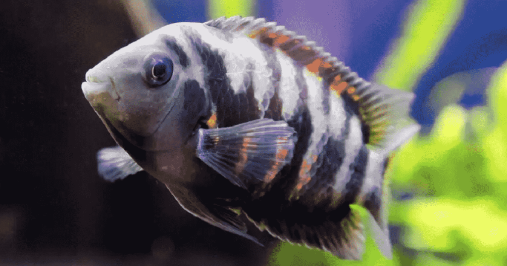 Top 5 loại cá Cichlid cho bể cá trong nhà