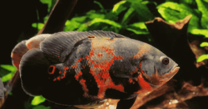 5 loại cá Cichlid xinh đẹp cho bể cá trong nhà