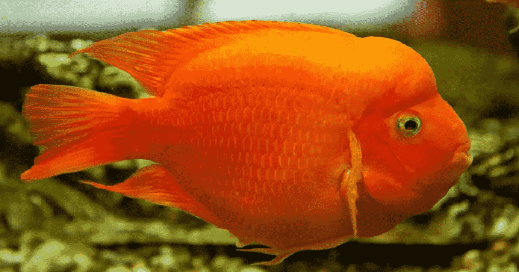 5 loại cá Cichlid lộng lẫy tuyệt vời cho bể cá trong nhà