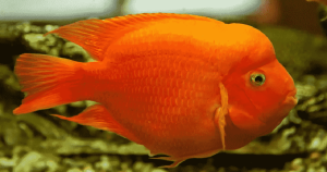 5 loại cá Cichlid lộng lẫy tuyệt vời cho bể cá trong nhà